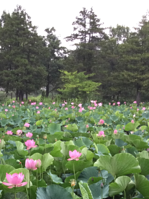 水元公園　ハス池